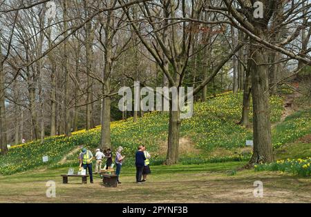 I volontari consegnano guide e altre informazioni ai visitatori di Daffodil Hill, nel Cleveland's Lake View Cemetery. Foto Stock