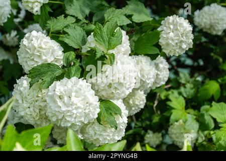 Snowball fiori (Viburnum opulus) con foglie in giardino Foto Stock