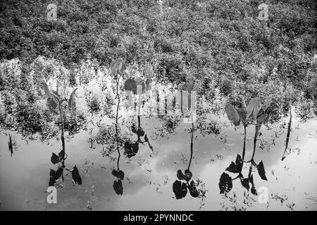 Palude aroide (Montrichardia Arborescens) Laguna a Kapawi Ecolodge al largo del fiume Pastasa, Ecuador, Sud America Foto Stock