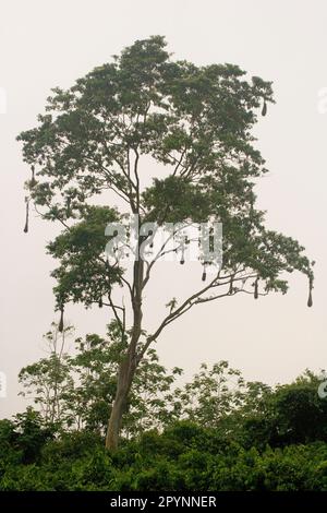 Orospendola nidifica in un albero nella foresta pluviale dell'Amazzonia superiore, Ecuador Foto Stock