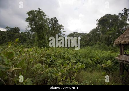Palude aroide (Montrichardia Arborescens) e laguna a Kapawi Ecolodge al largo del fiume Pastasa Ecuador Sud America Foto Stock