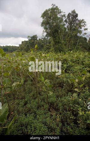 Palude aroide (Montrichardia Arborescens) e laguna a Kapawi Ecolodge al largo del fiume Pastasa Ecuador Sud America Foto Stock