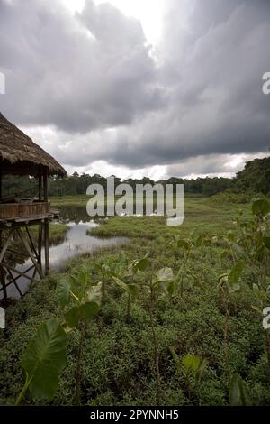Palude aroide (Montrichardia Arborescens) e laguna a Kapawi Ecolodge al largo del fiume Pastasa Ecuador Sud America Foto Stock