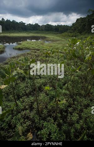 Palude aroide (Montrichardia Arborescens) e laguna a Kapawi Ecolodge al largo del fiume Pastasa Ecuador Sud America Foto Stock