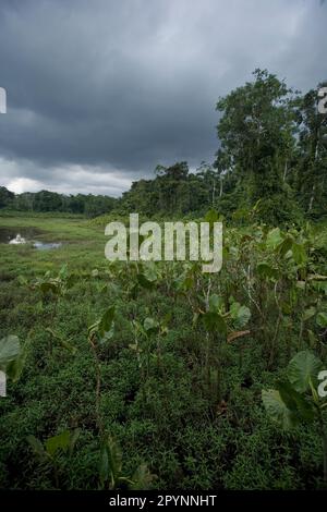 Palude aroide (Montrichardia Arborescens) e laguna a Kapawi Ecolodge al largo del fiume Pastasa Ecuador Sud America Foto Stock