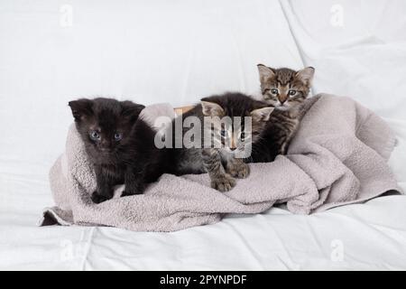 Tre piccoli gattini carini seduti su un asciugamano. Foto Stock