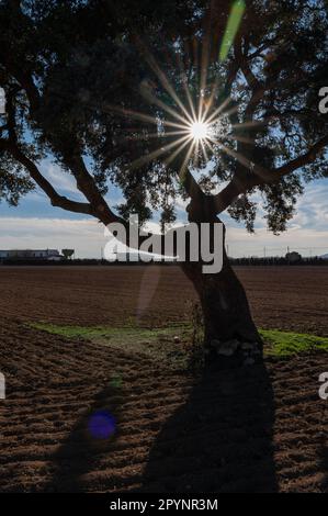 Vista verticale di una quercia nel campo con i raggi del sole che filtrano attraverso le sue foglie Foto Stock