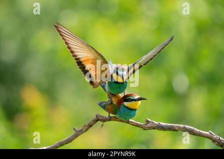 Accoppiamento ape-eater europeo (apiaster Merops) Foto Stock