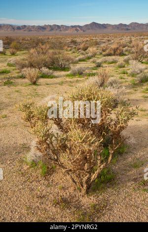 cholla a matita in Marble Mountains, Mojave Trails National Monument, California Foto Stock