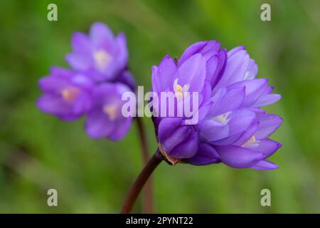 Blue dicks (Dichelostemma capitatum), Paynes Creek Wildlife Area, Sacramento River Bend Area of Critical Environmental Concert, California Foto Stock