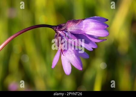 Blue dicks (Dichelostemma capitatum), Paynes Creek Wildlife Area, Sacramento River Bend Area of Critical Environmental Concert, California Foto Stock