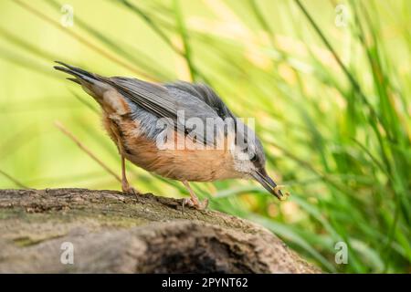 Il nuthatch eurasiatico (Sitta europaea) ha catturato un bruco Foto Stock