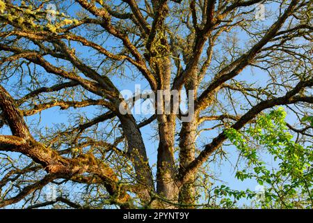 Quercia bianca dell'Oregon (Quercus garryana), Tualatin River National Wildlife Refuge, Oregon Foto Stock