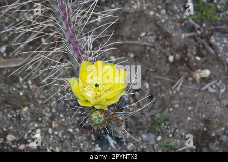 Fiore di cactus giallo paglierino brillante e vibrante fiorito in primavera Foto Stock