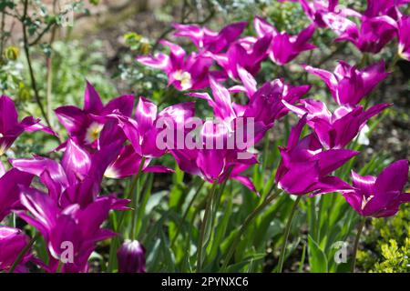 Flamboyant fiori primaverili di tulipano a fiori di giglio, Tulipa Purple Dream nel giardino britannico aprile Foto Stock