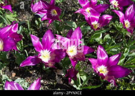 Flamboyant fiori primaverili di tulipano a fiori di giglio, Tulipa Purple Dream nel giardino britannico aprile Foto Stock