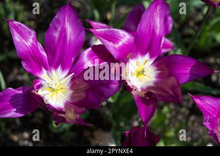 Flamboyant fiori primaverili di tulipano a fiori di giglio, Tulipa Purple Dream nel giardino britannico aprile Foto Stock