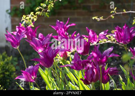 Flamboyant fiori primaverili di tulipano a fiori di giglio, Tulipa Purple Dream nel giardino britannico aprile Foto Stock