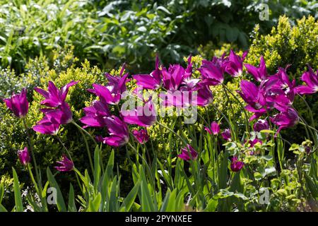 Flamboyant fiori primaverili di tulipano a fiori di giglio, Tulipa Purple Dream nel giardino britannico aprile Foto Stock