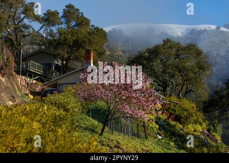 Le colline innevate nella Carmel Valley con alberi in fiore sono una rara attrazione: La California Foto Stock