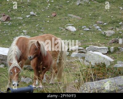 Pferde auf einer Almwiese inmitten der Berge Foto Stock