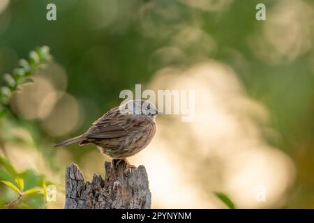 dunnock (Prunella modularis) arroccato su un tronco morto, con qualche bella luce posteriore dal sole del mattino. Foto Stock