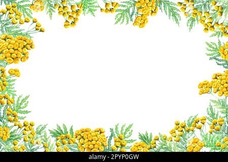 Erba comune Tansy, Tanacetum vulgare telaio. Illustrazione acquerello isolata su bianco. Per carta, invito, pacchetto Foto Stock