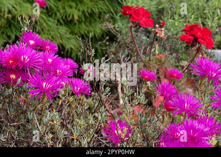 Lampranthus, Perpetual Livingstone Daisy, Foto Stock