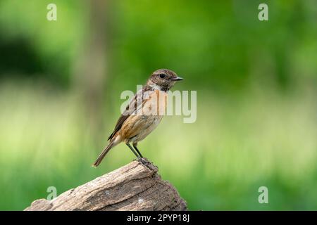 stonechat (Saxicola rubicola) femminile europea arroccata su un tronco Foto Stock