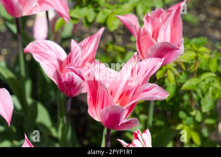 Fiori di primavera a righe flamboyant di tulipano a fiori di giglio, Tulipa China Pink nel giardino del Regno Unito aprile Foto Stock