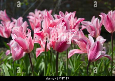 Fiori di primavera a righe flamboyant di tulipano a fiori di giglio, Tulipa China Pink nel giardino del Regno Unito aprile Foto Stock