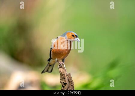 Comune chaffinch (Fringilla coelebs) maschio che si appollano su un ramo morto Foto Stock