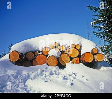 Svizzera. Tronchi innevati. Foto Stock