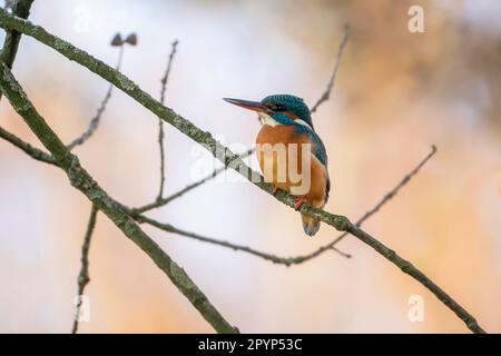 Martin pescatore comune (Alcedo atthis), arroccato su un ramo in un albero Foto Stock
