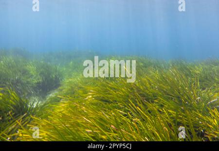 Immagine subacquea di posidonia oceanica conosciuta come erba di mare di Nettuno. Foto Stock