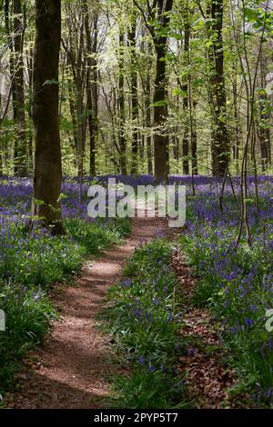 Foresta campane blu Foto Stock