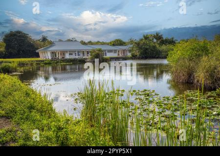 Royal Palm e Anhinga Trail zona del Parco Nazionale Everglades in Florida USA Foto Stock