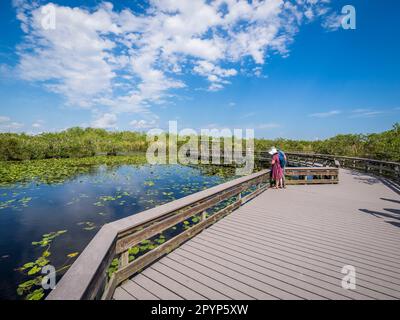 Passeggiata sul lungomare Anhinga Trail nell'area di Royal Palm del Parco Nazionale delle Everglades, nella Florida meridionale degli Stati Uniti Foto Stock