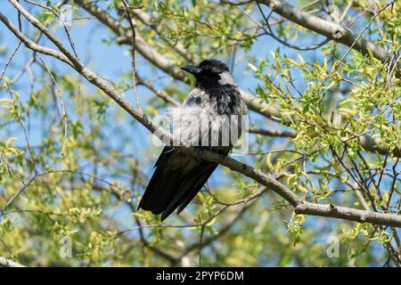 Il corvo con cappuccio (Corvus cornix) siede su un alto ramo dell'albero. Foto Stock