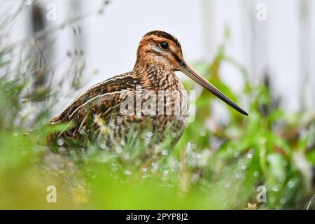 Inquadratura ad angolo basso del comune cecchino (Gallinago gallinago) Foto Stock