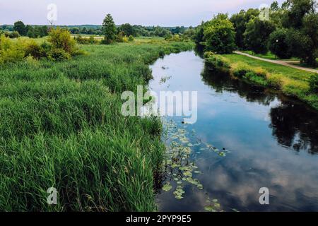 Fiume Suprasl e palude erbosa della regione di Podlasie in Polonia Foto Stock