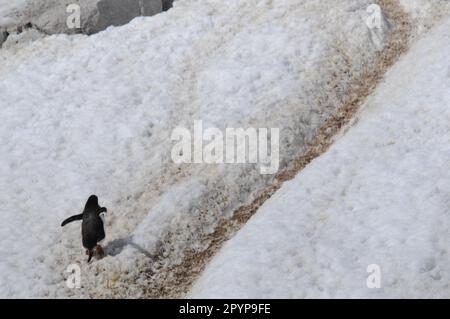 Pinguino che sale su una collina innevata, l'Antartide Foto Stock