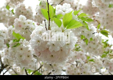 Prunus fiore di ciliegia Prunus 'Shogetsu' in fiore. Foto Stock