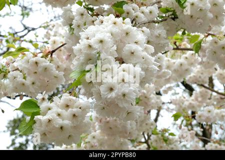 Prunus fiore di ciliegia Prunus 'Shogetsu' in fiore. Foto Stock