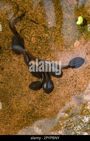 I comuni tadpolli di rana nuotano nella parte più bassa e più calda dello stagno di fauna selvatica - Scozia, Regno Unito Foto Stock