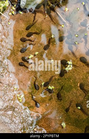 I comuni tadpolli di rana nuotano nella parte più bassa e più calda dello stagno di fauna selvatica - Scozia, Regno Unito Foto Stock