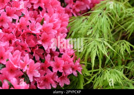 Rhododendron 'Hinode giri' in fiore Foto Stock