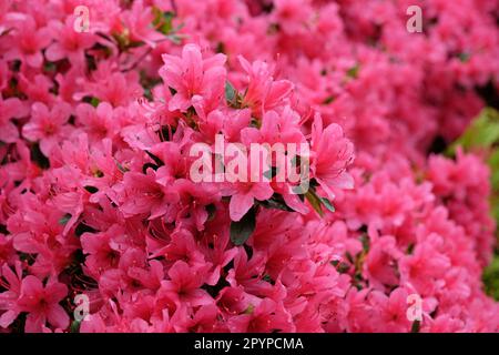 Rhododendron 'Hinode giri' in fiore Foto Stock