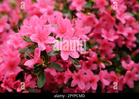 Rhododendron 'Hinode giri' in fiore Foto Stock