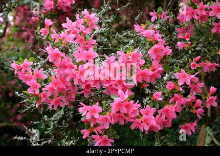 Rhododendron 'Hinode giri' in fiore Foto Stock